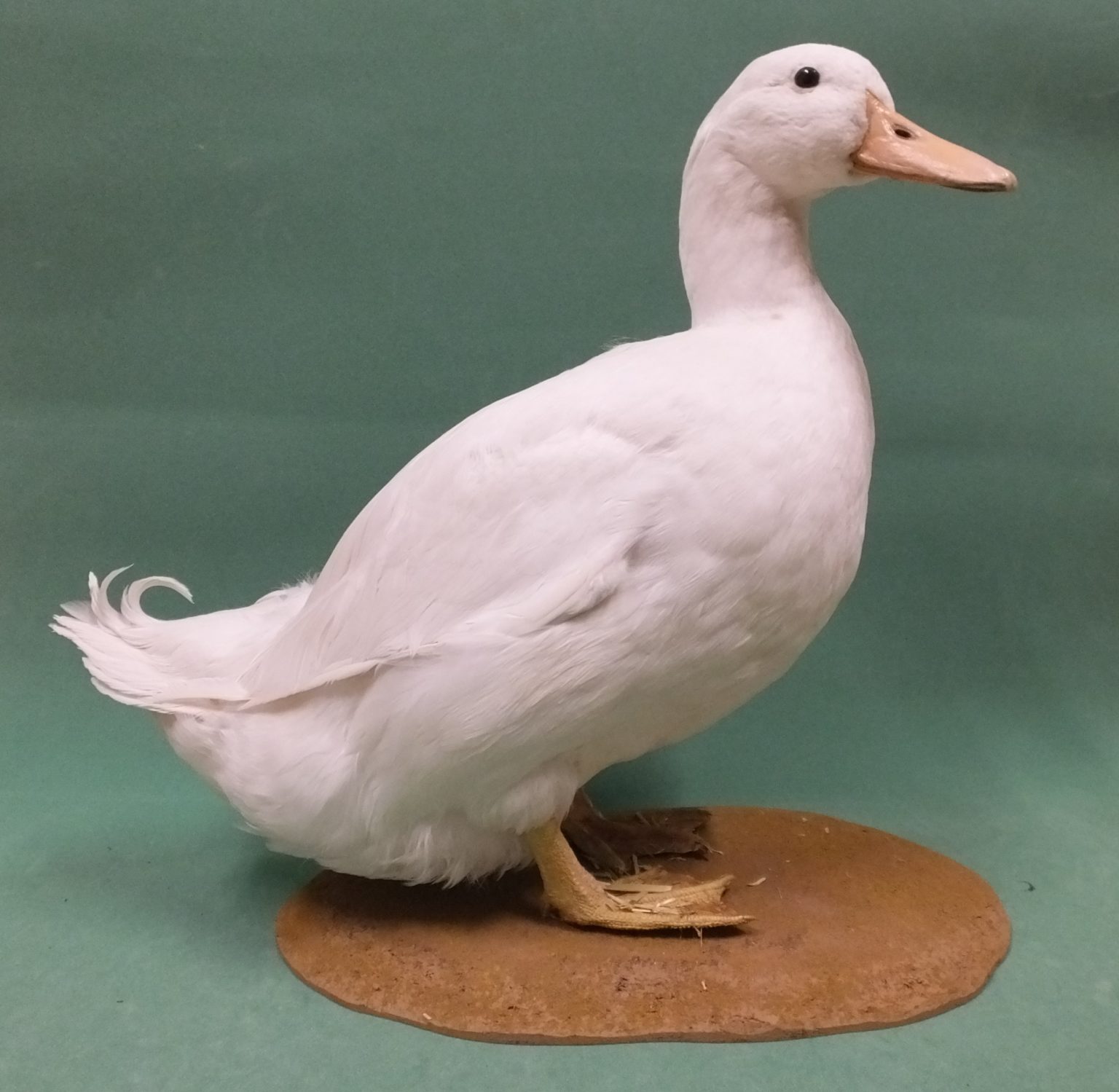 Aylesbury Duck - Discover Bucks