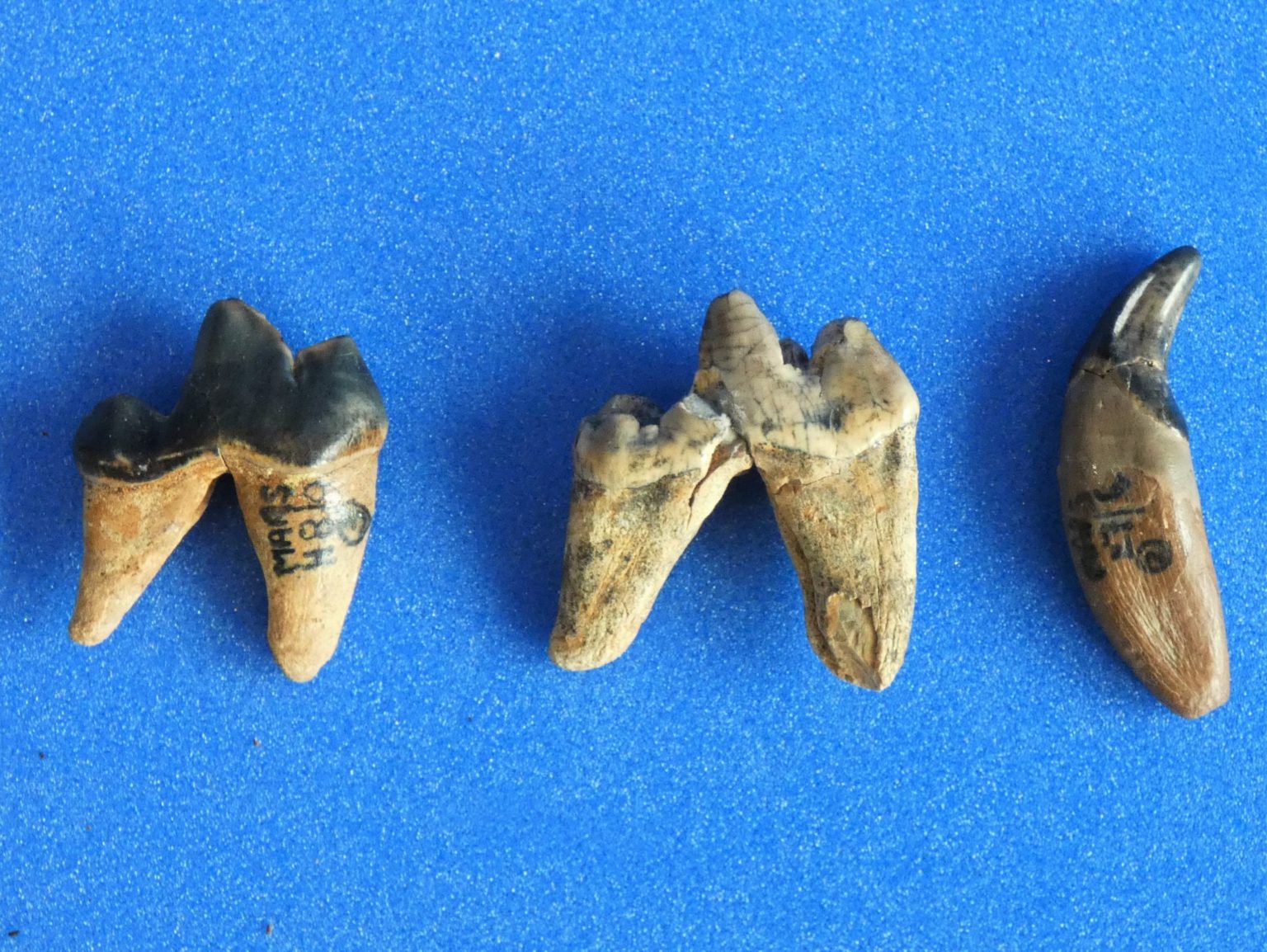 Keepers' Corner - Wolf Teeth - Discover Bucks