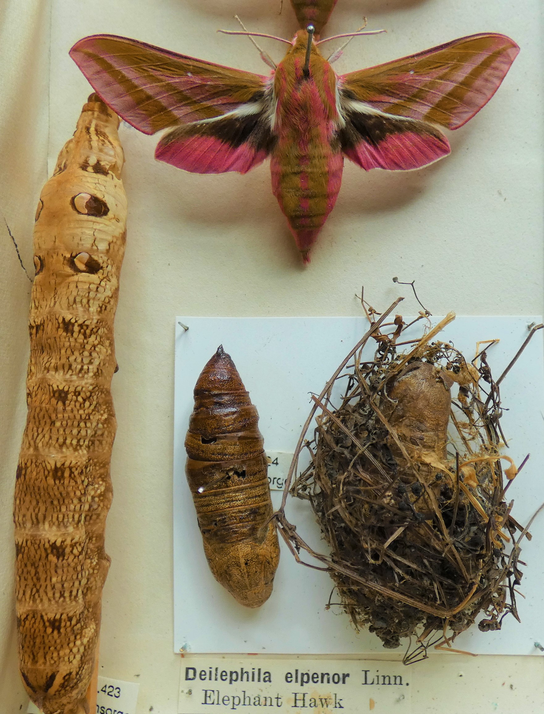 Keepers Corner Elephant Hawkmoth Discover Bucks